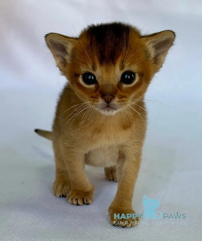 Alisa Abyssinian female ruddy live animals