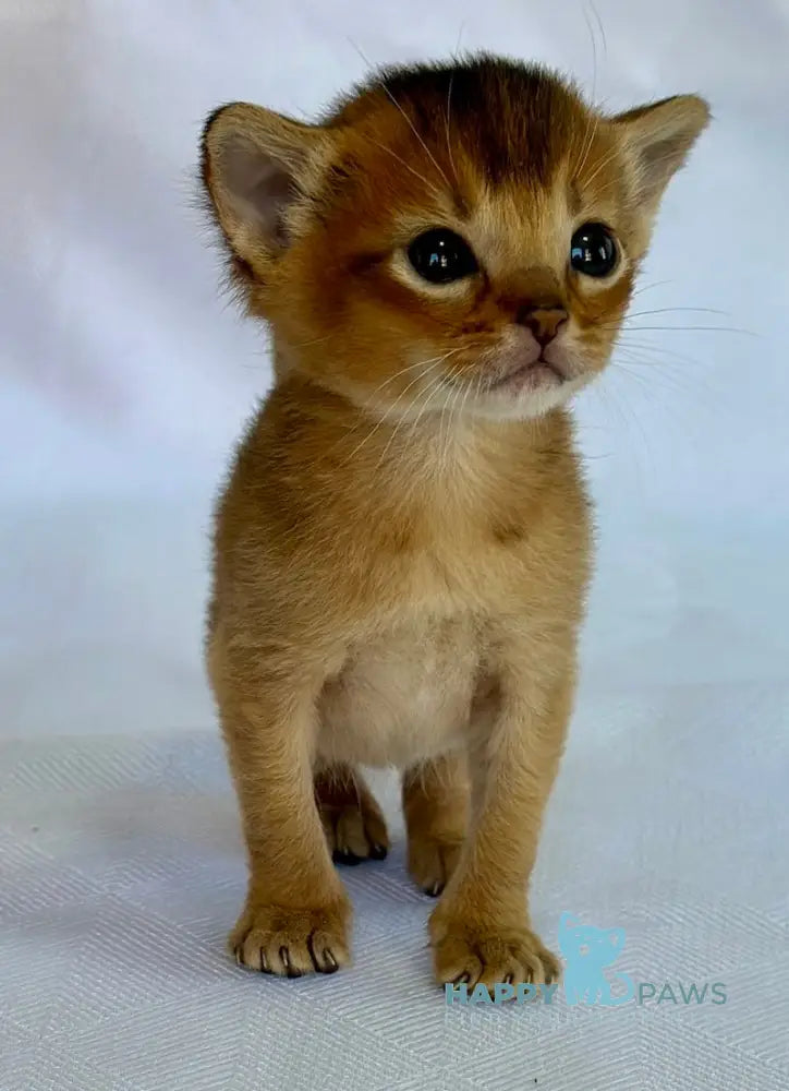 Alisa Abyssinian female ruddy live animals