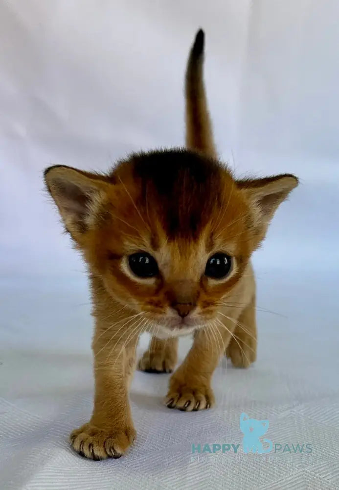 Alisa Abyssinian female ruddy live animals