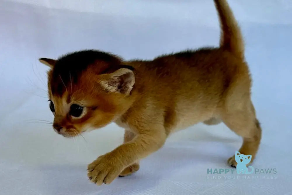 Alisa Abyssinian female ruddy live animals