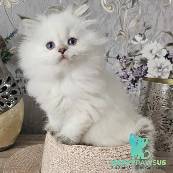 Alisa British Longhair female black golden shaded pointed - live animals