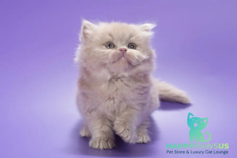 Alisa British Longhair female fawn - live animals
