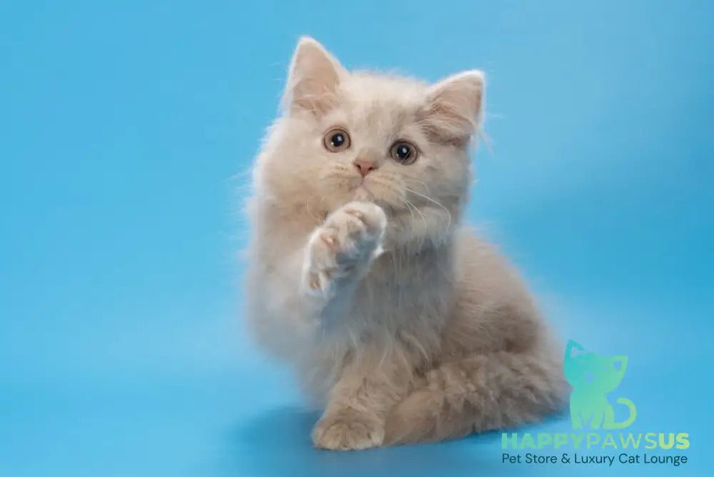 Alisa British Longhair female fawn - live animals