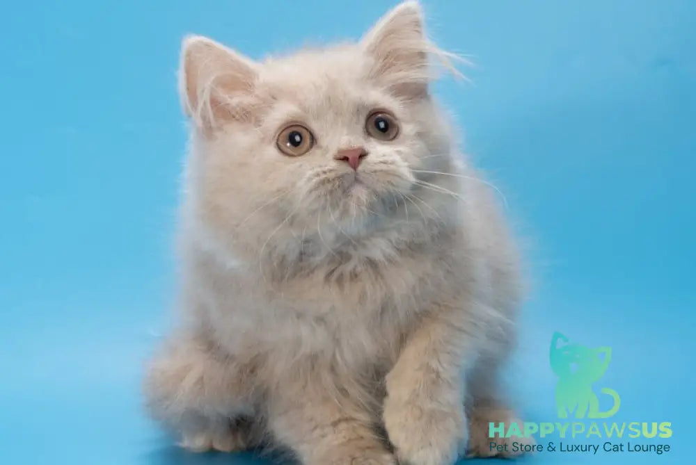 Alisa British Longhair female fawn - live animals