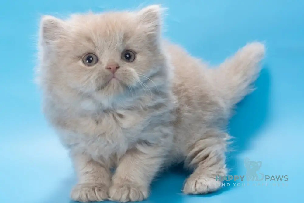 Alisa British Longhair female fawn - live animals