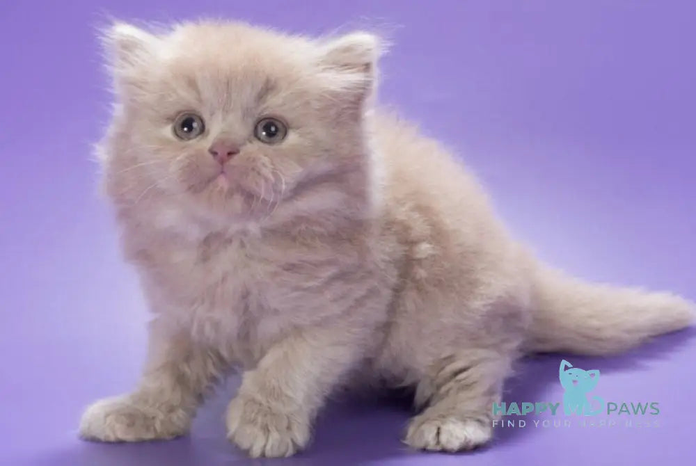 Alisa British Longhair female fawn - live animals