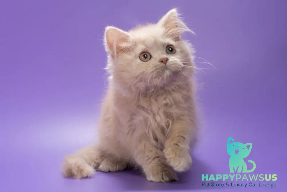 Alisa British Longhair female fawn - live animals