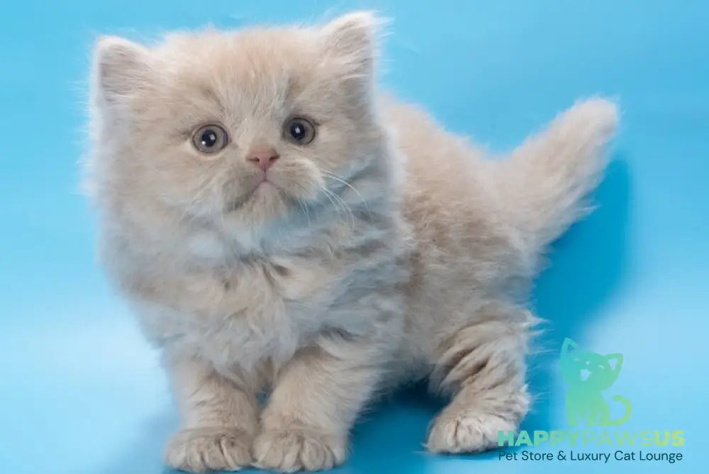 Alisa British Longhair female fawn - live animals