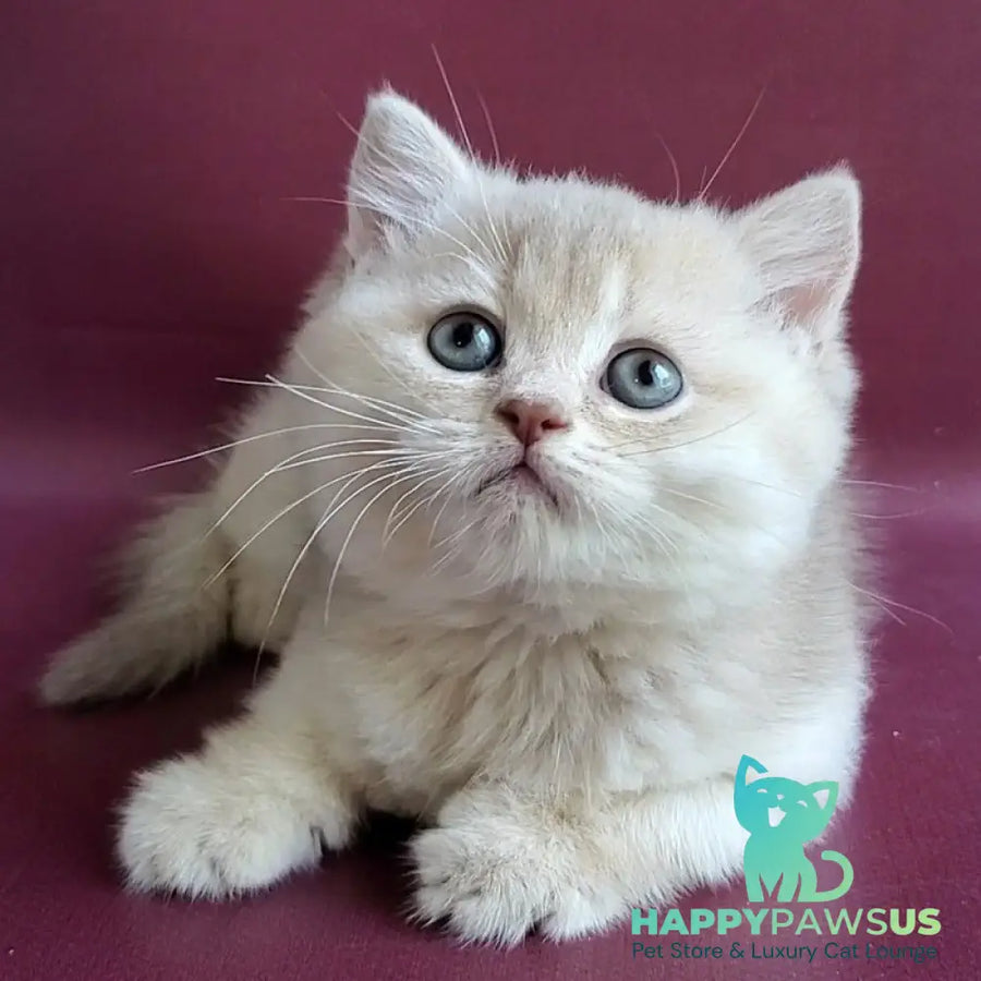 Alisa British Shorthair female lilac golden shaded - live animals