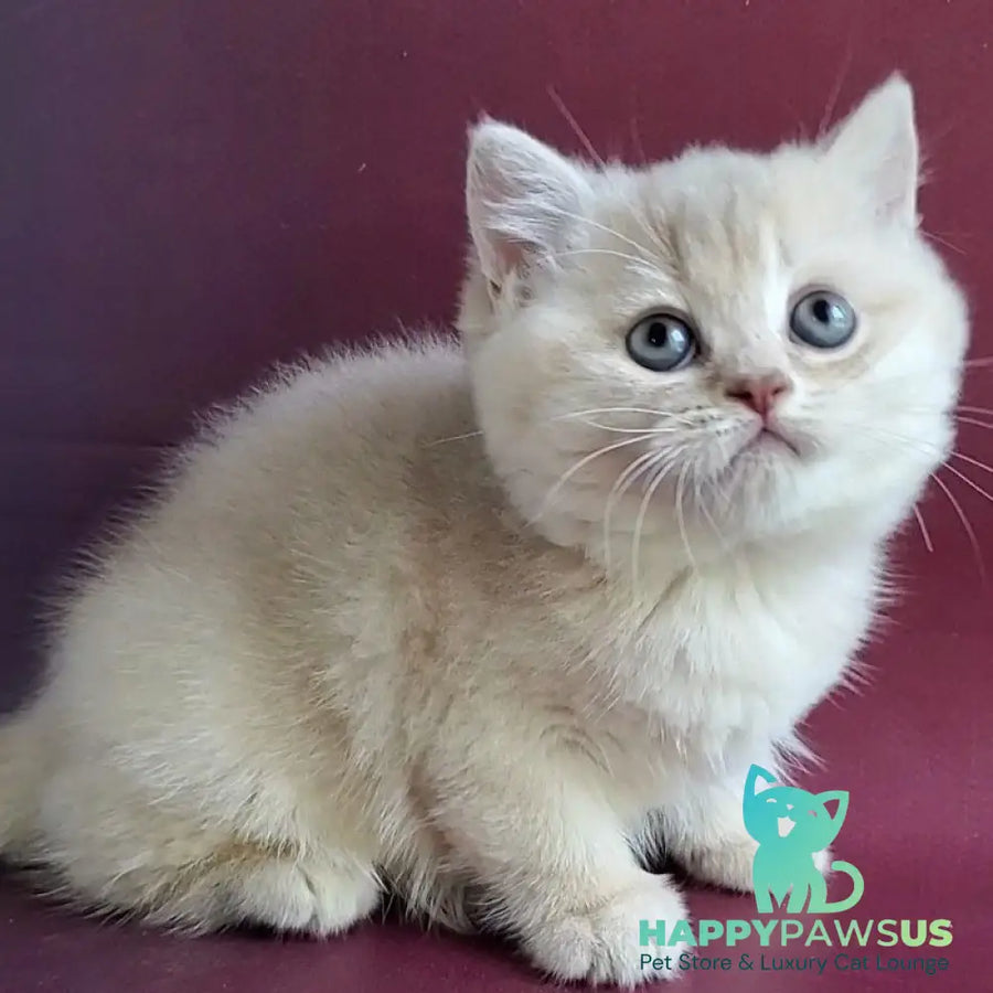 Alisa British Shorthair female lilac golden shaded - live animals