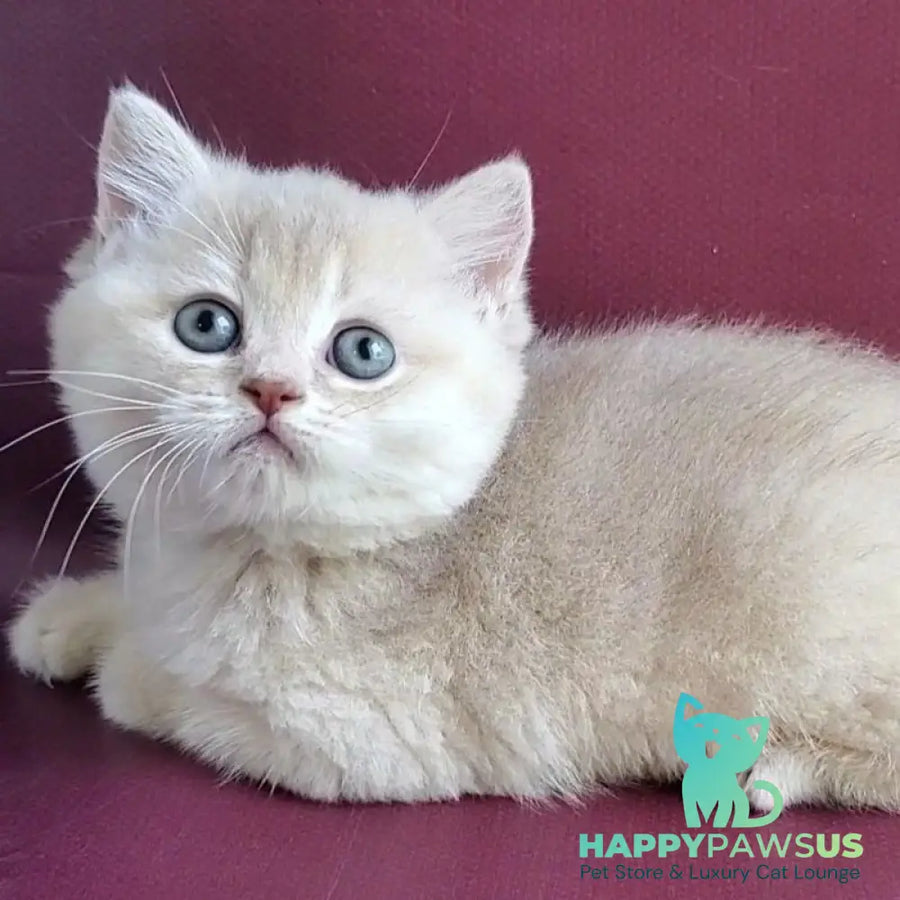 Alisa British Shorthair female lilac golden shaded - live animals