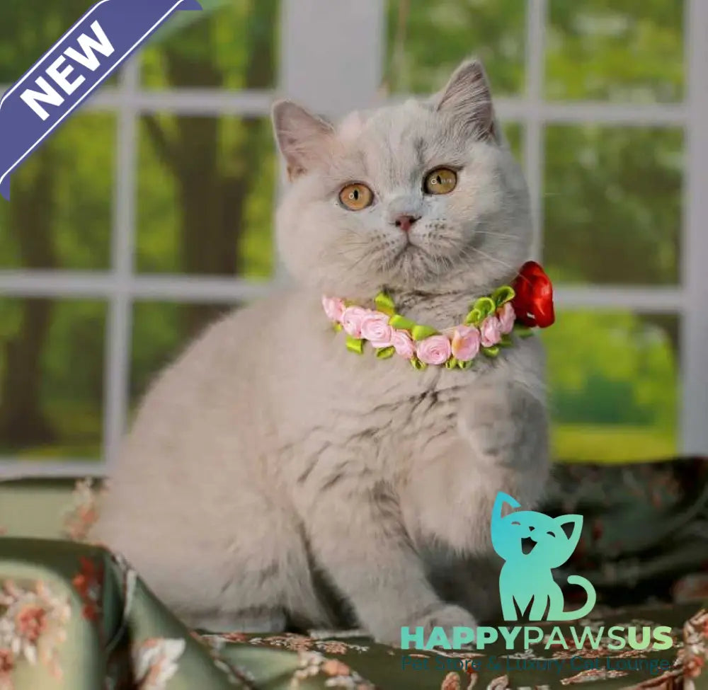 Alisa British Shorthair female lilac - live animals