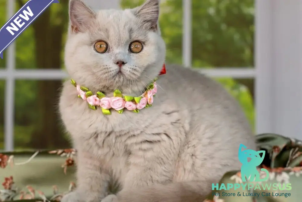 Alisa British Shorthair female lilac - live animals