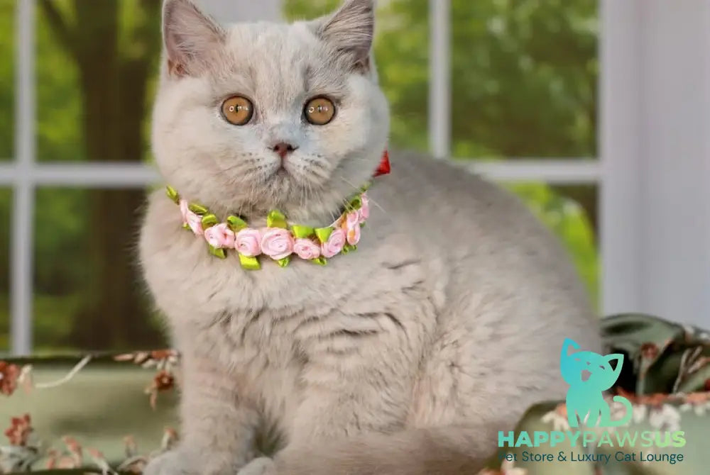 Alisa British Shorthair female lilac - live animals