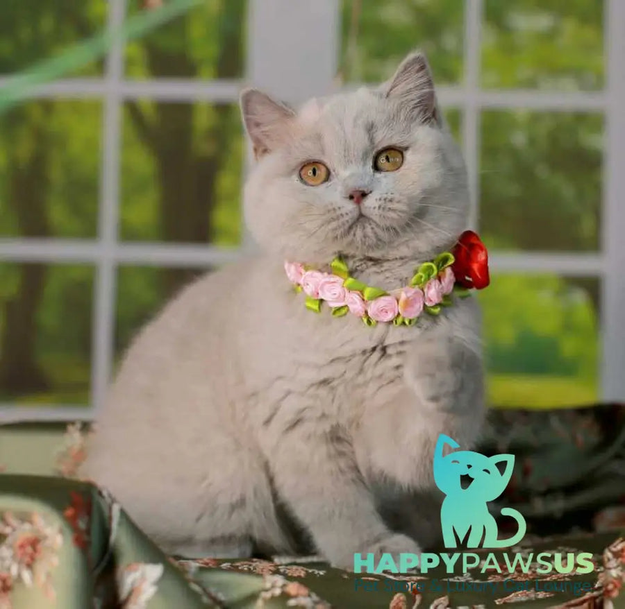 Alisa British Shorthair female lilac - live animals