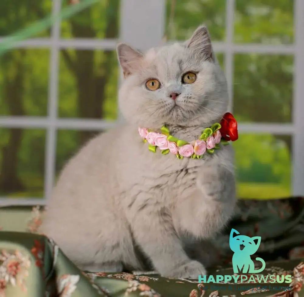 Alisa British Shorthair female lilac - live animals