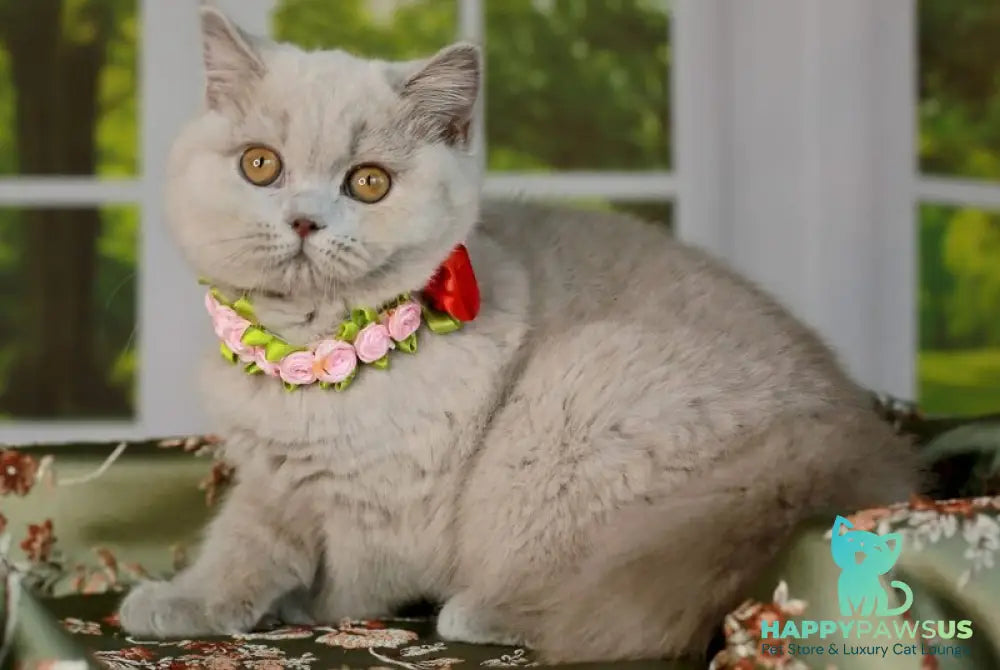 Alisa British Shorthair female lilac - live animals