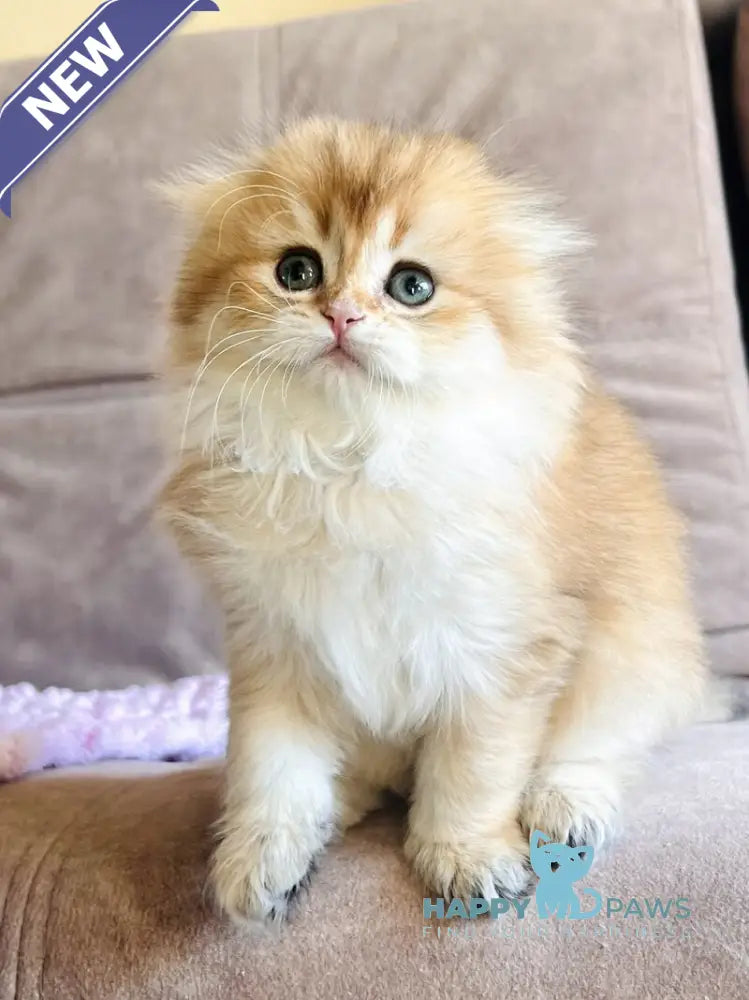 Alisa Scottish Fold female black golden shaded live animals
