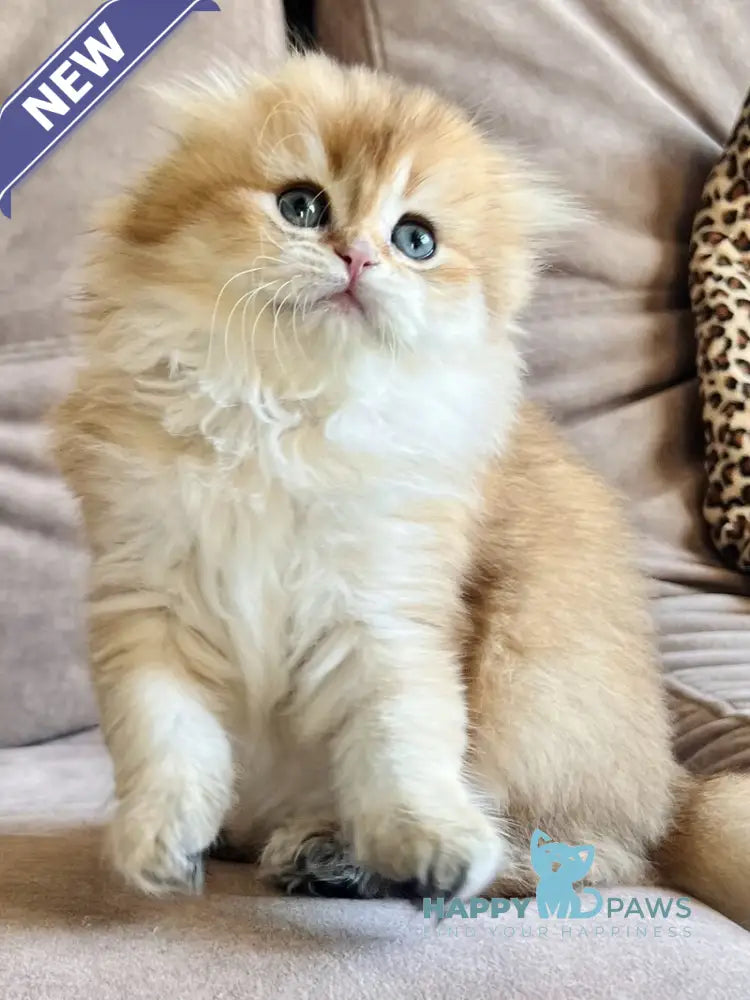 Alisa Scottish Fold female black golden shaded live animals