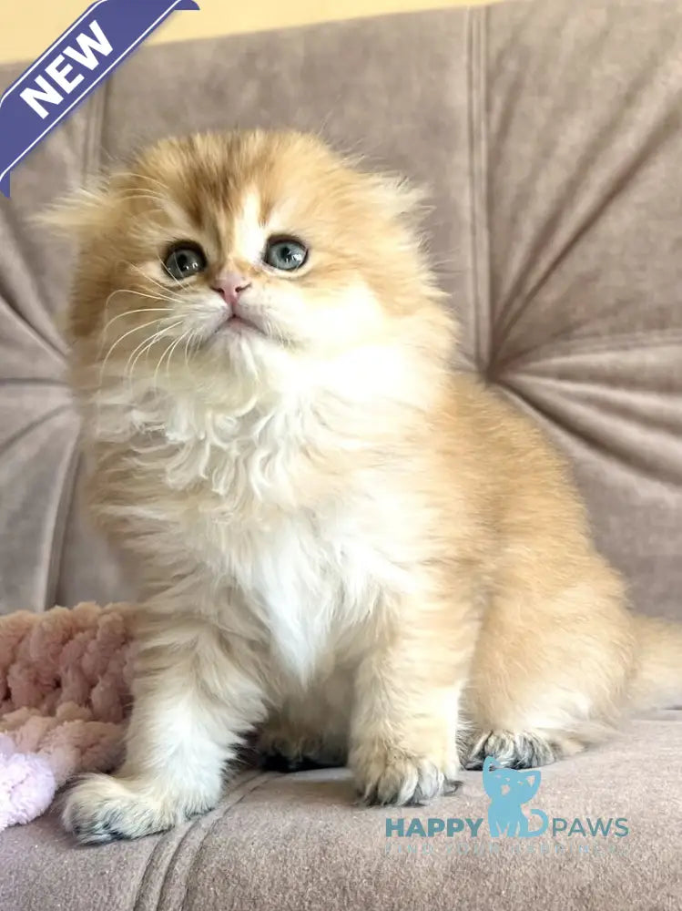 Alisa Scottish Fold female black golden shaded live animals