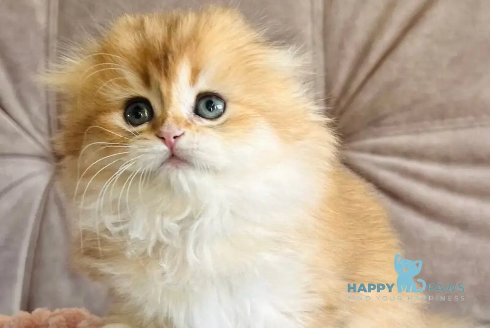 Alisa Scottish Fold female black golden shaded live animals