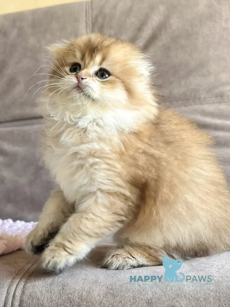 Alisa Scottish Fold female black golden shaded live animals