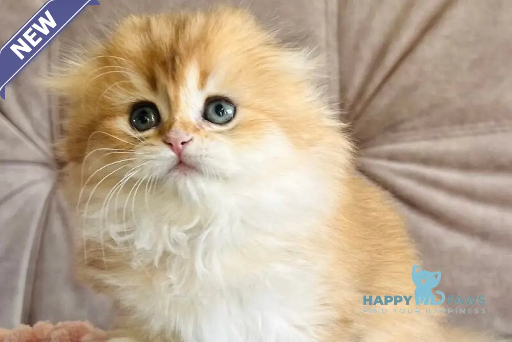 Alisa Scottish Fold female black golden shaded live animals