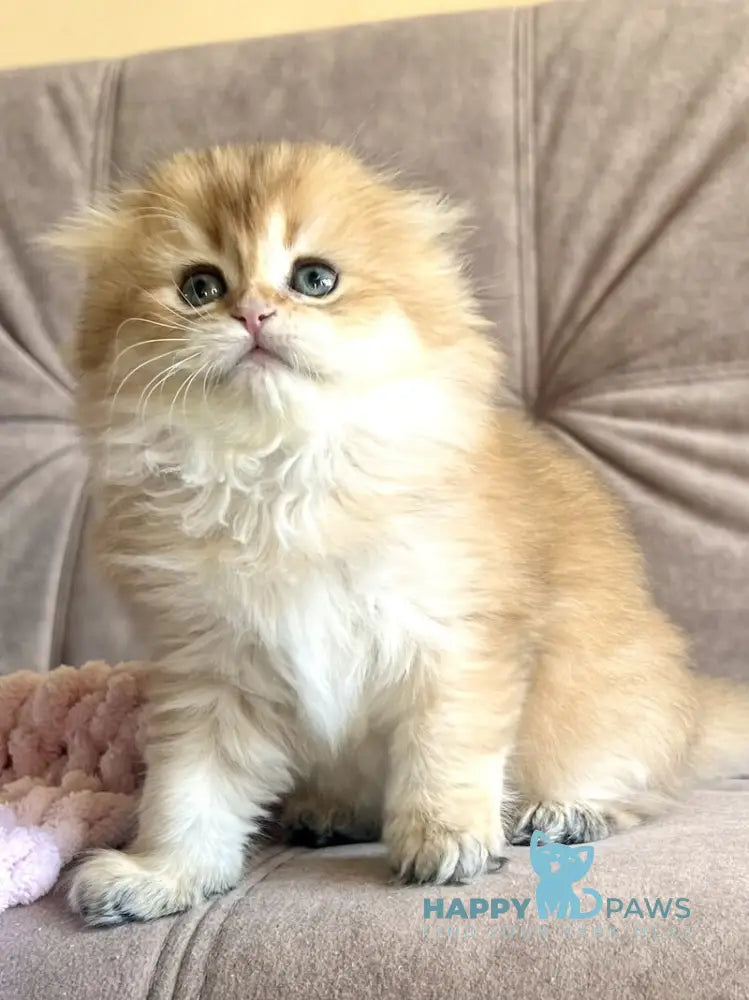Alisa Scottish Fold female black golden shaded live animals