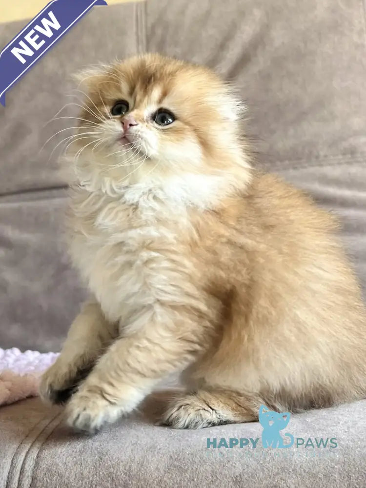 Alisa Scottish Fold female black golden shaded live animals