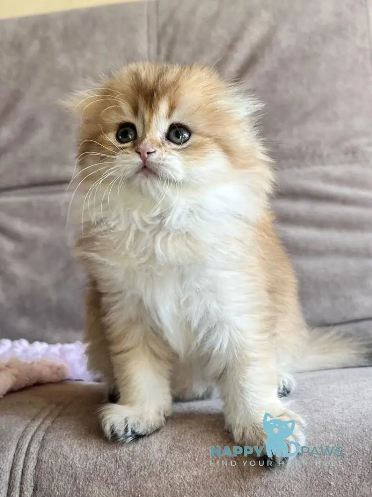 Alisa Scottish Fold female black golden shaded live animals