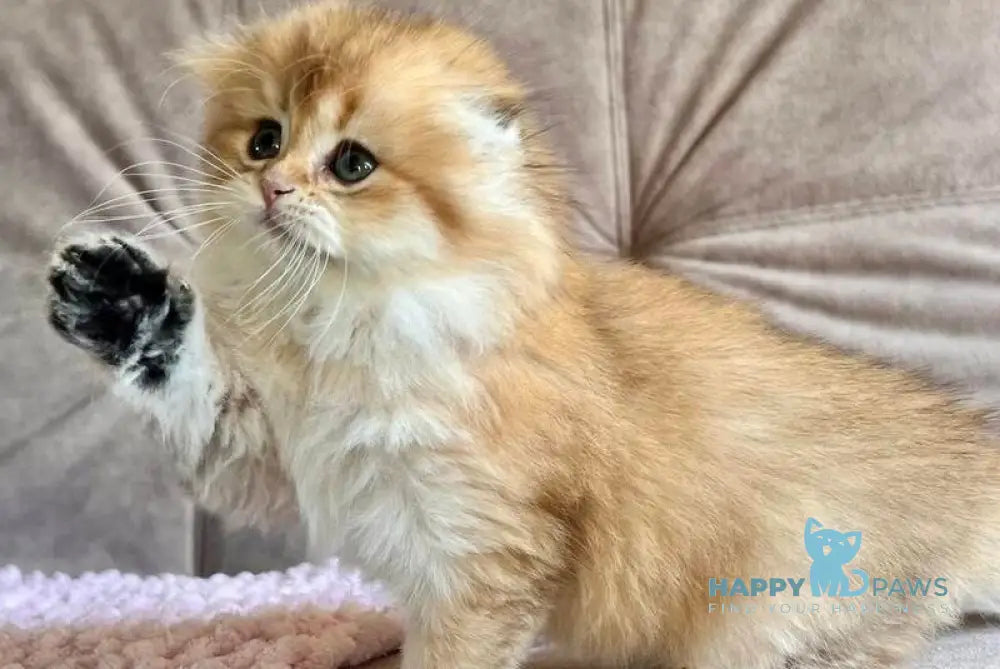 Alisa Scottish Fold female black golden shaded live animals