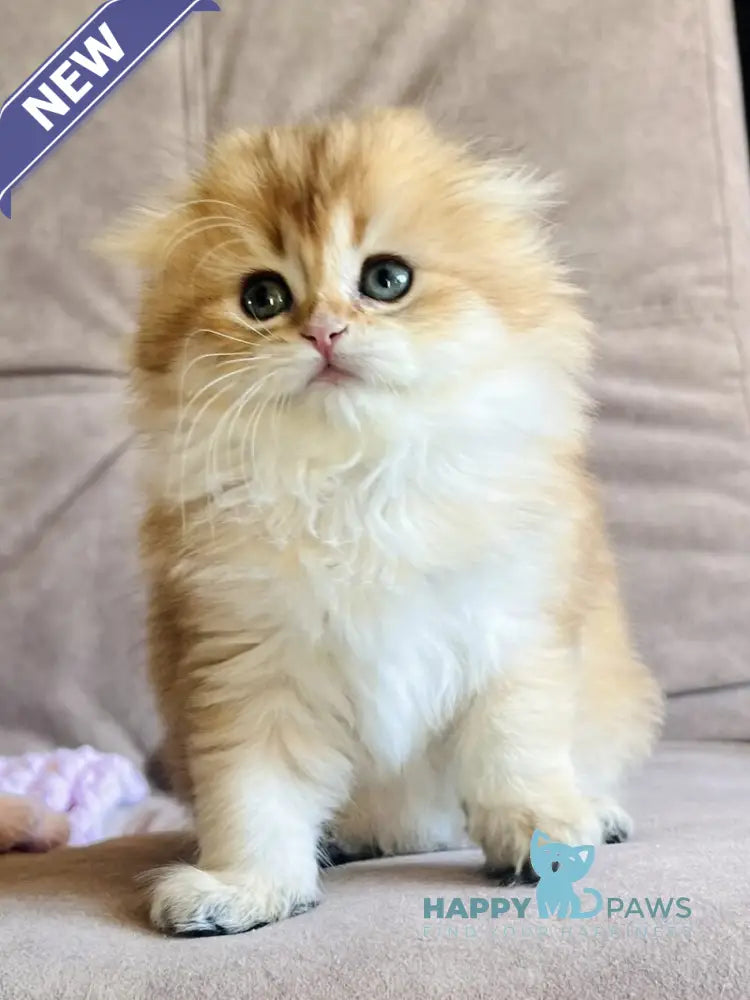 Alisa Scottish Fold female black golden shaded live animals