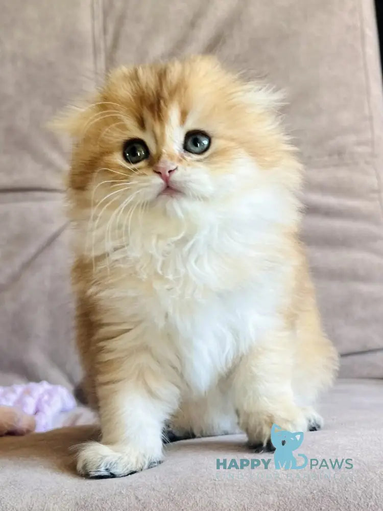 Alisa Scottish Fold female black golden shaded live animals