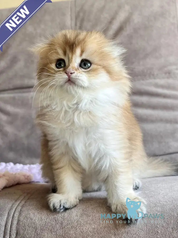 Alisa Scottish Fold female black golden shaded live animals