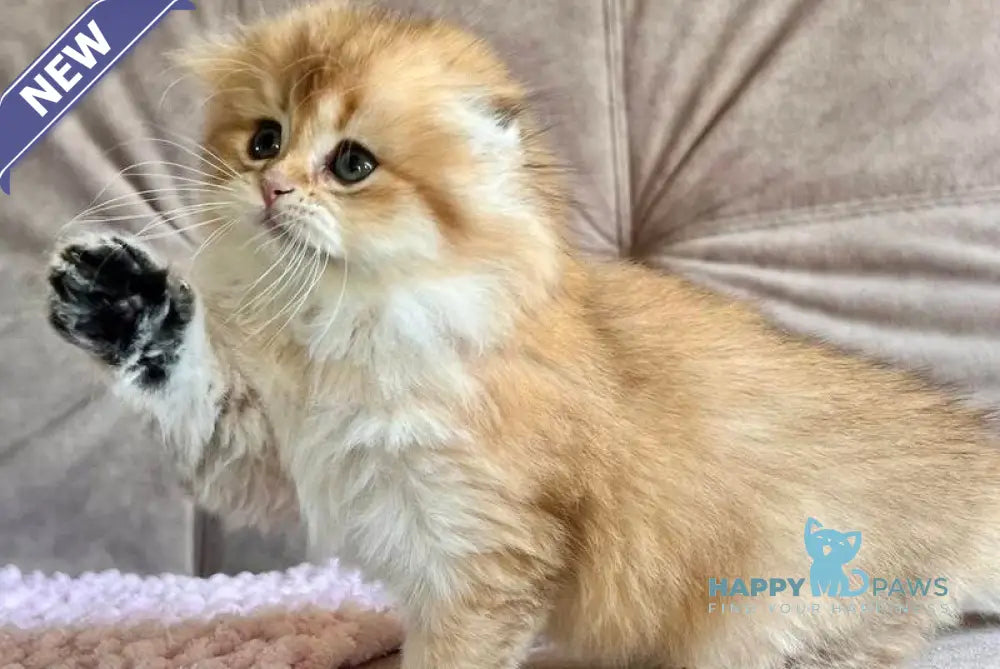 Alisa Scottish Fold female black golden shaded live animals