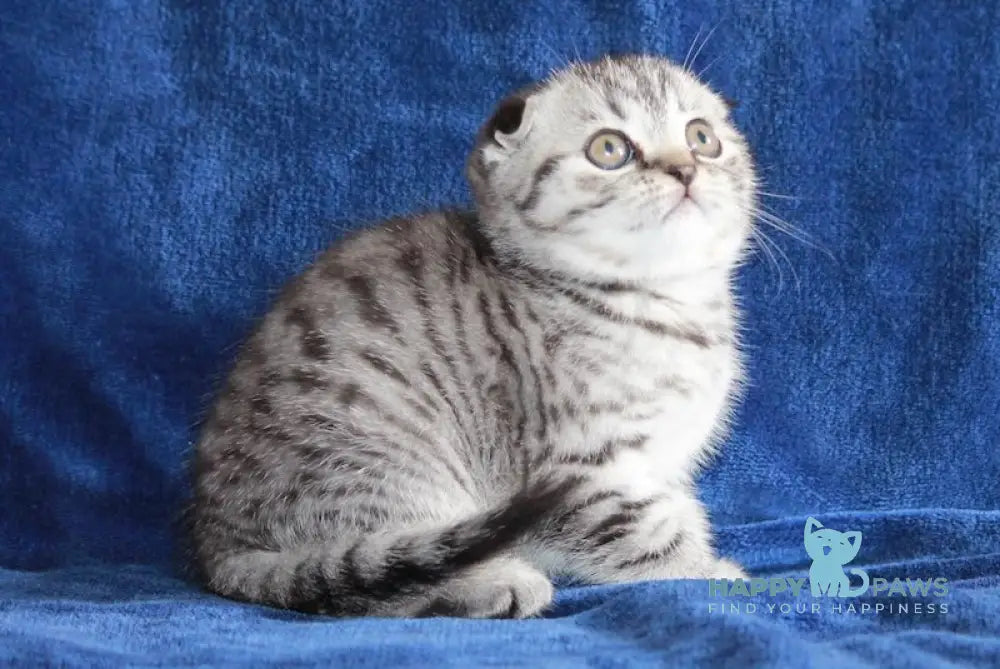 Alisa Scottish Fold female black silver spotted tabby live animals
