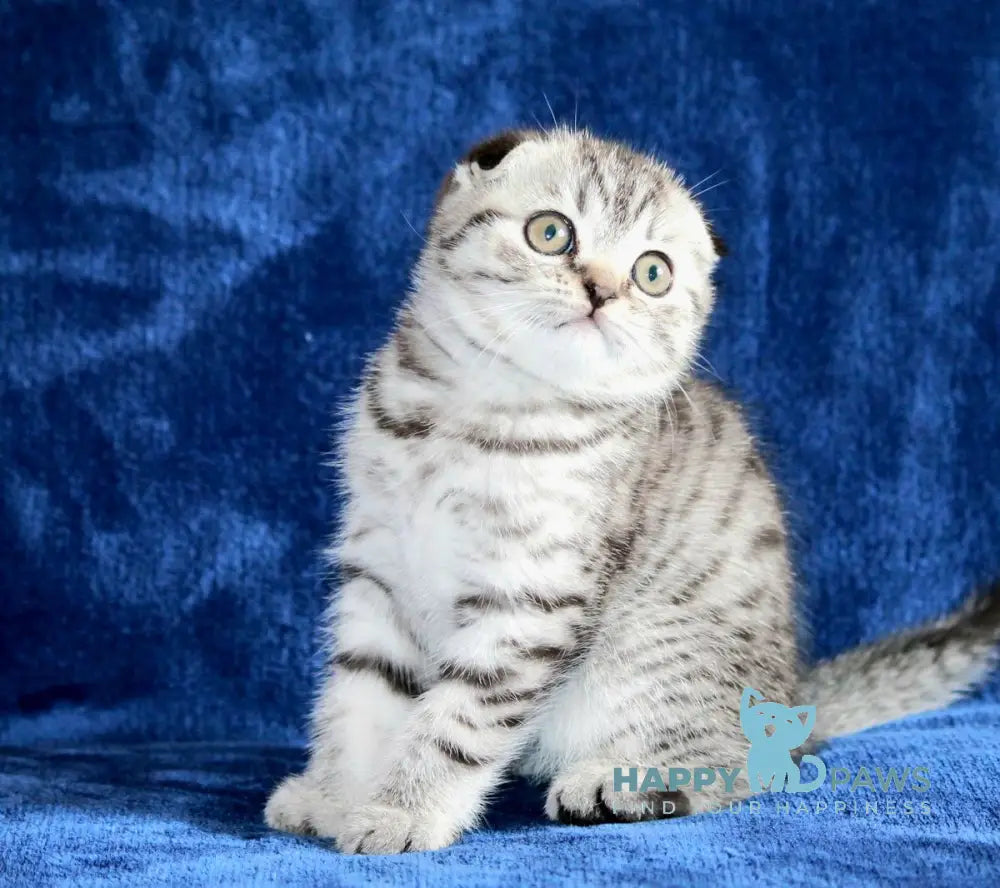 Alisa Scottish Fold female black silver spotted tabby live animals