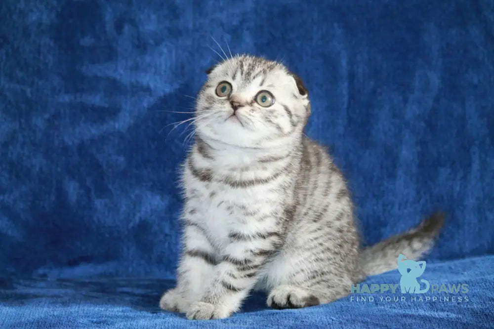 Alisa Scottish Fold female black silver spotted tabby live animals