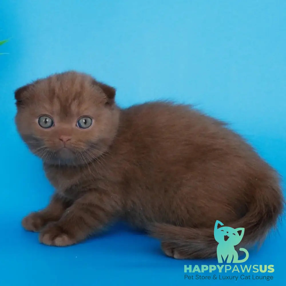 Alisa Scottish Fold female cinnamon - live animals