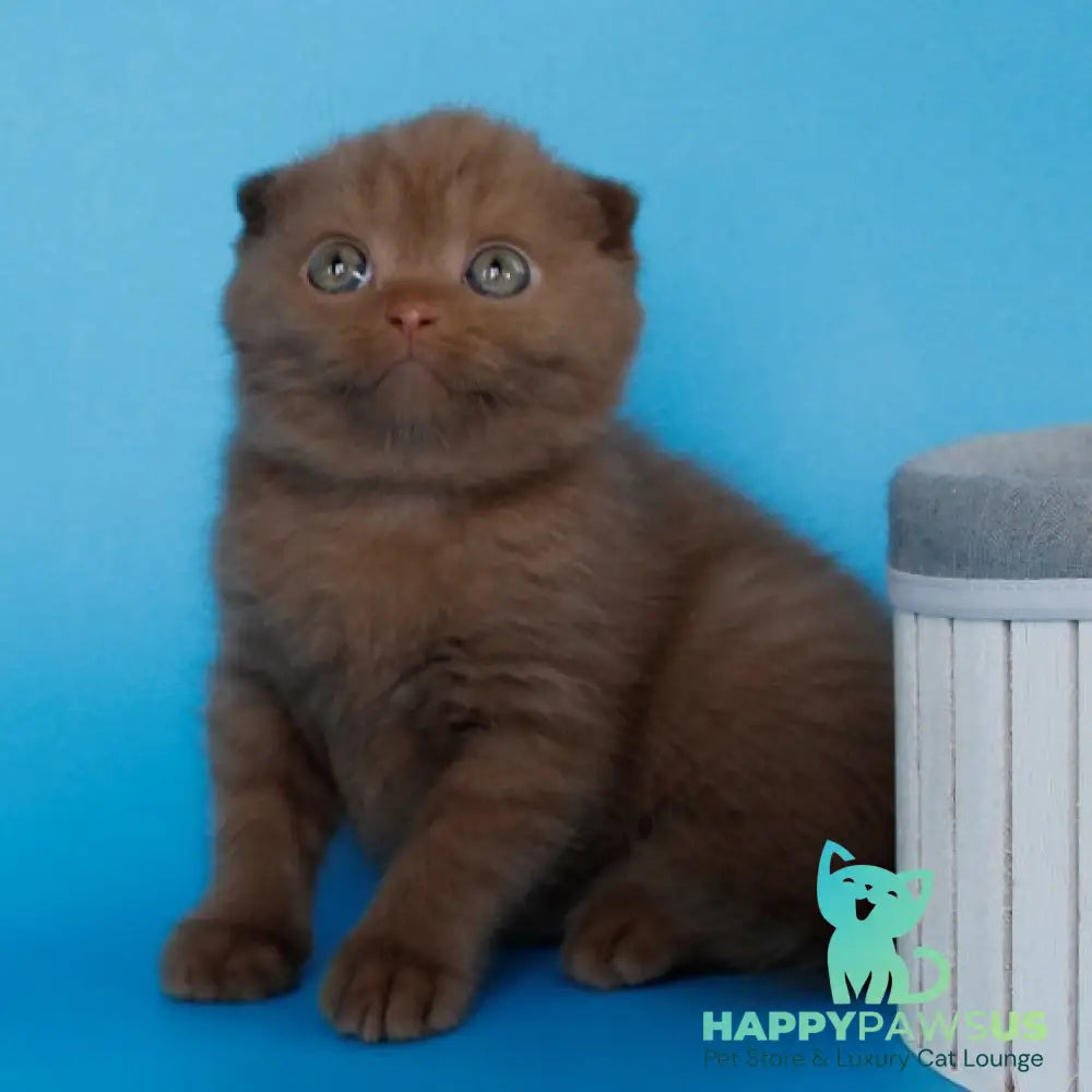 Alisa Scottish Fold female cinnamon - live animals