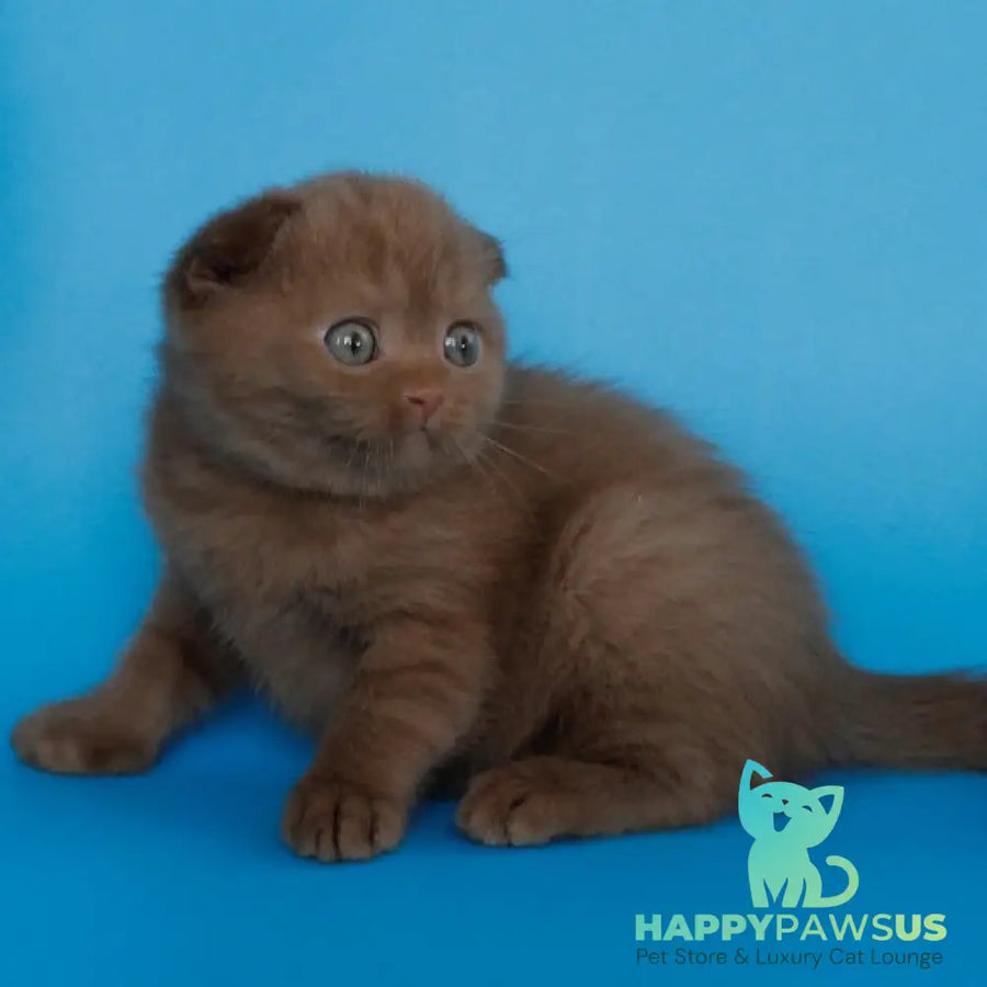 Alisa Scottish Fold female cinnamon - live animals