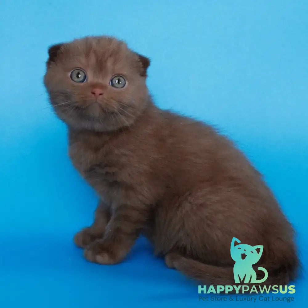 Alisa Scottish Fold female cinnamon - live animals
