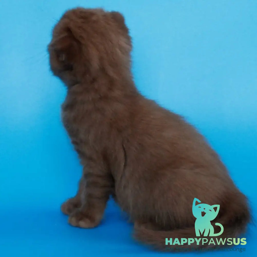 Alisa Scottish Fold female cinnamon - live animals