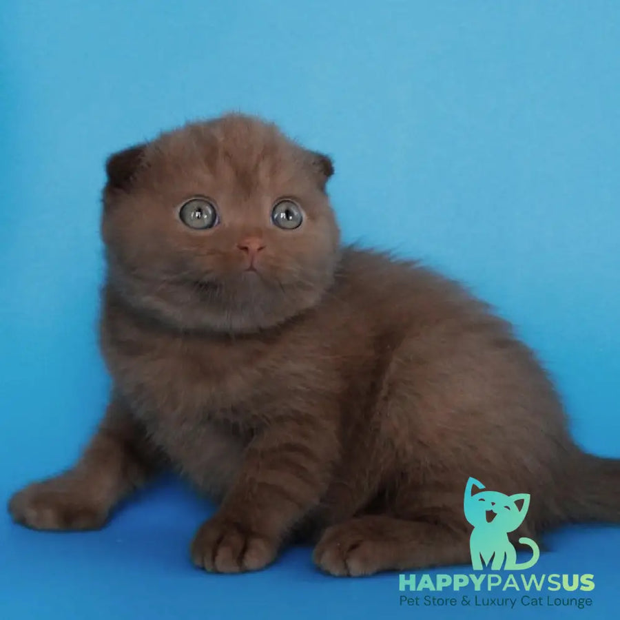 Alisa Scottish Fold female cinnamon - live animals