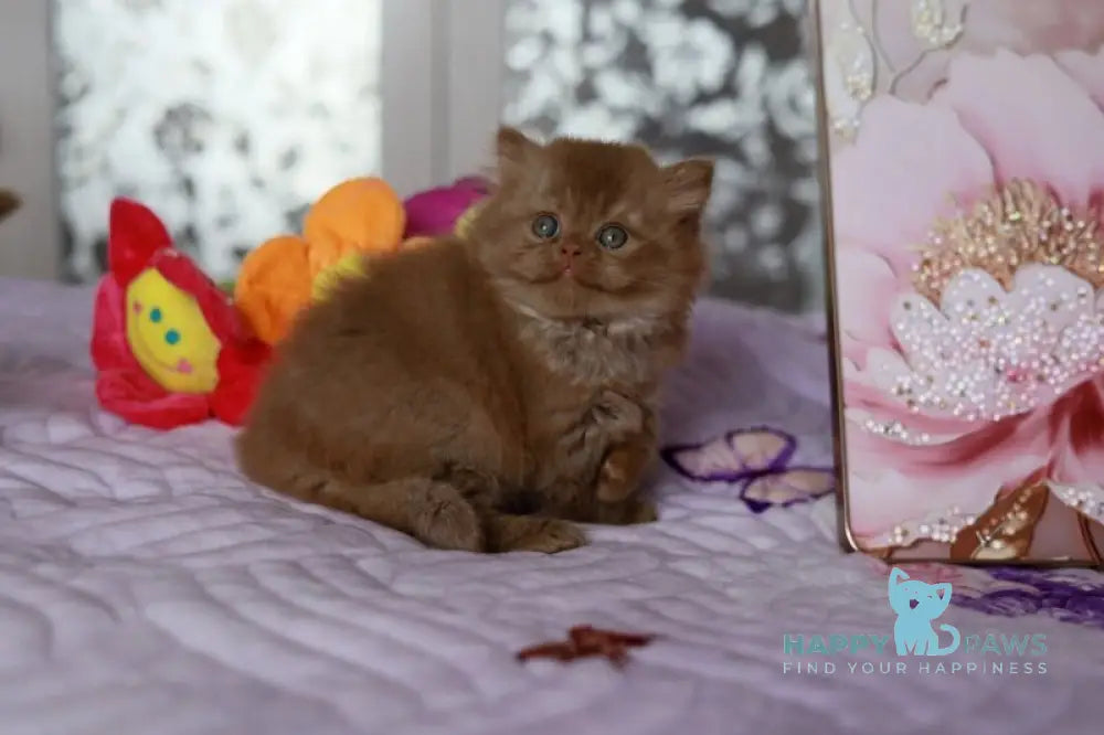 Alisia British Longhair female cinnamon live animals