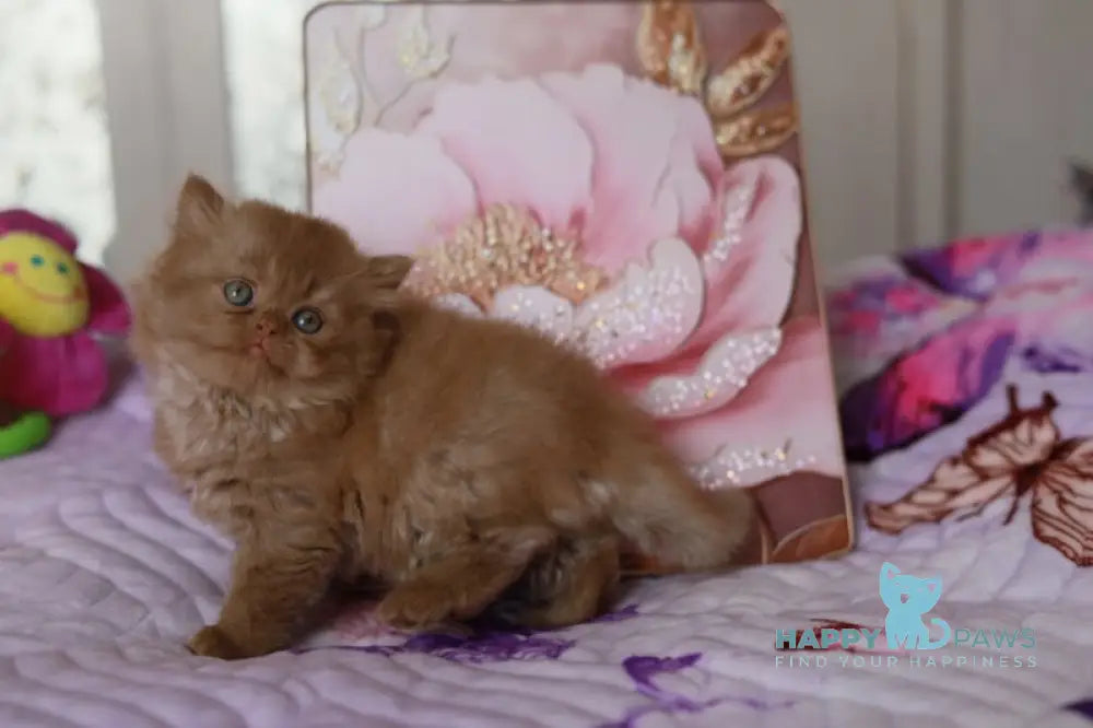 Alisia British Longhair female cinnamon live animals