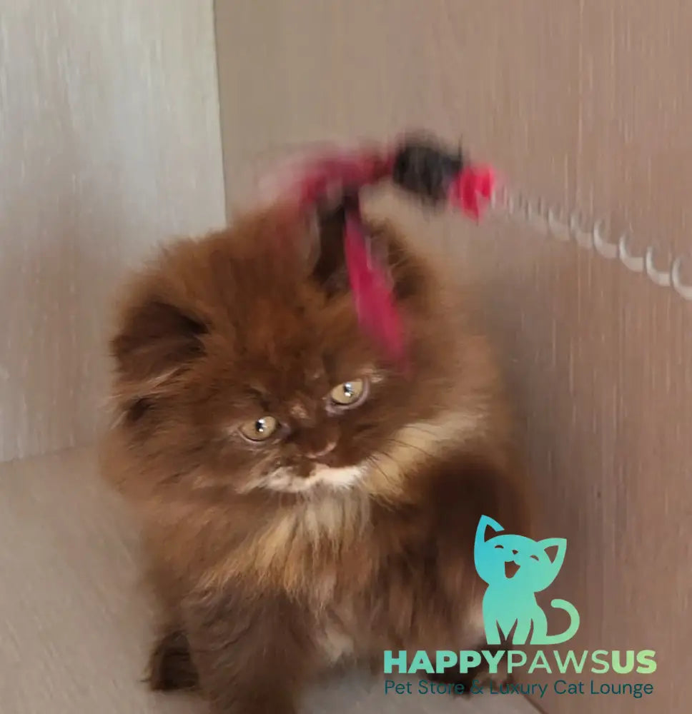 Alisiya British Longhair female chocolate tortie - live animals