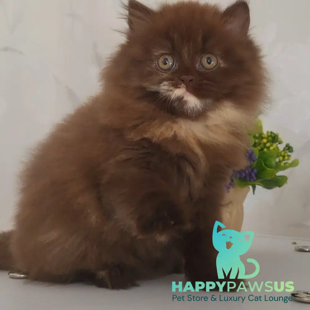 Alisiya British Longhair female chocolate tortie - live animals