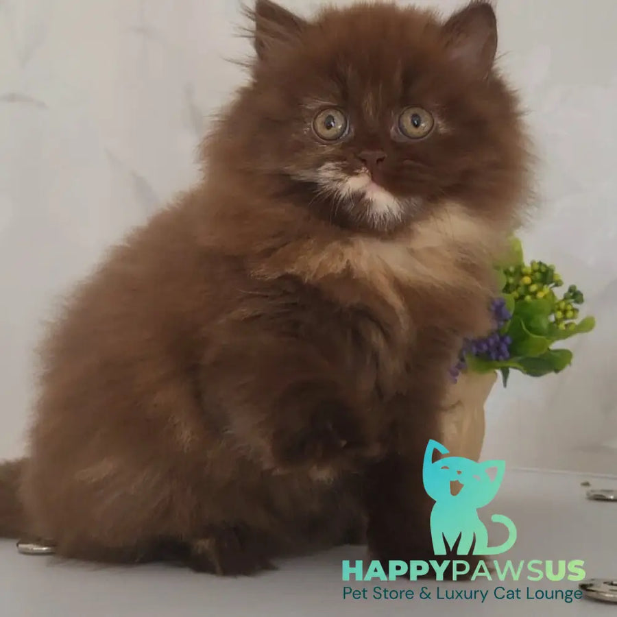 Alisiya British Longhair female chocolate tortie - live animals