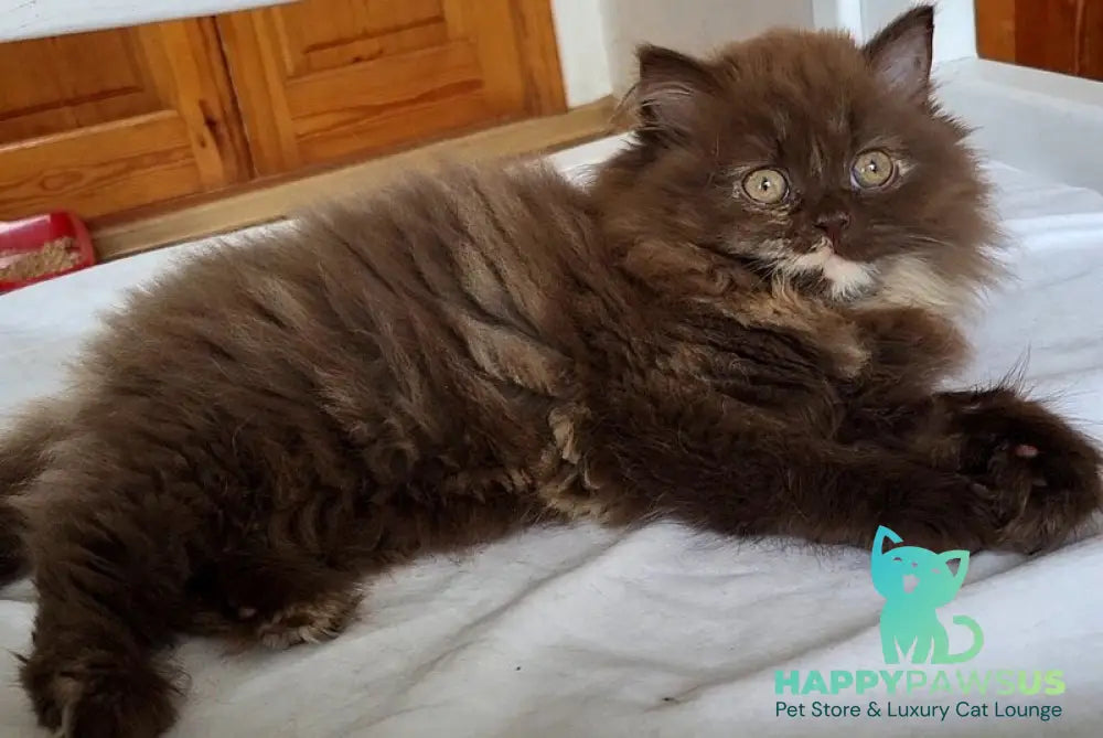 Alisiya British Longhair female chocolate tortie - live animals